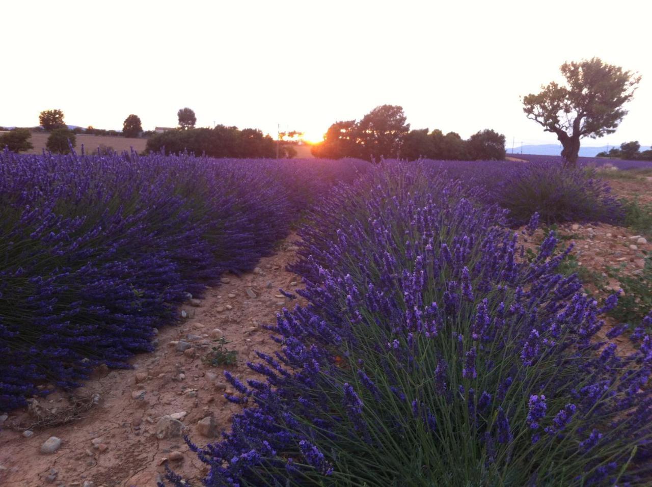 Le Petit Caboulot En Pleine Nature Vaumeilh 외부 사진